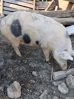 Vând purcele de 160, 180kg. Preț în privat sau la telefon - imagine 3 Vând purcele de 160, 180kg. Preț în privat sau la telefon - imagine 3