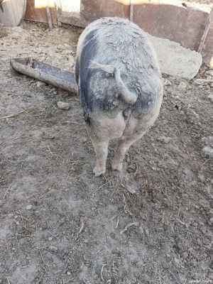Vând purcele de 160, 180kg. Preț în privat sau la telefon - imagine 2 Vând purcele de 160, 180kg. Preț în privat sau la telefon - imagine 2