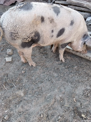 Vând purcele de 160, 180kg. Preț în privat sau la telefon - imagine 4 Vând purcele de 160, 180kg. Preț în privat sau la telefon - imagine 4