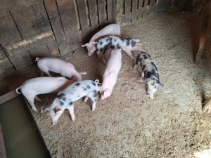 7 purcei de 8 saptamani  - imagine 2