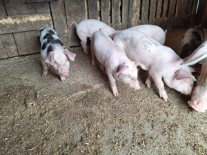 7 purcei de 8 saptamani  - imagine 3