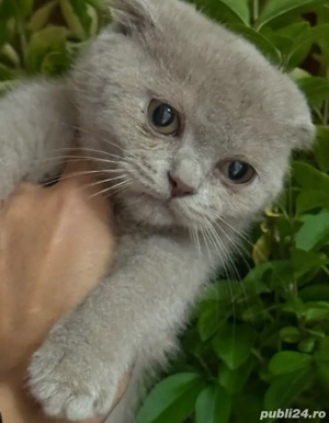 Vând o pisicuță Scottish Fold în nuanța lilac, în vârstă de 12 săptămâni, vaccinată și deparazitată.