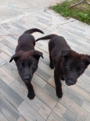 Ciobănesc german negru - imagine 4