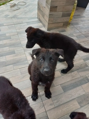 Ciobănesc german negru - imagine 5