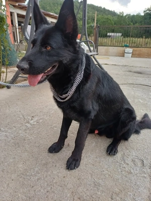 Ciobănesc german negru - imagine 2