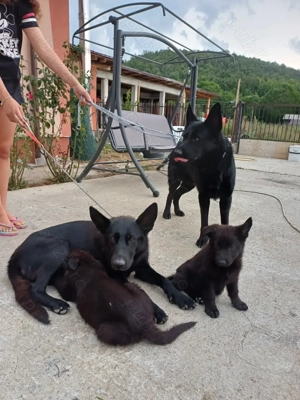 Ciobănesc german negru - imagine 3