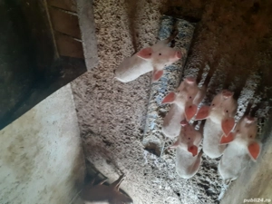 vând purcei  - imagine 2