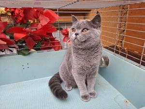  British Shorthair Blue femela - imagine 3