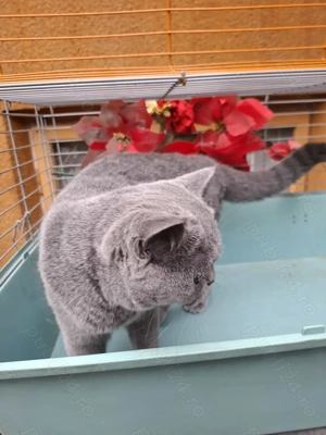 British Shorthair Blue femela - imagine 2