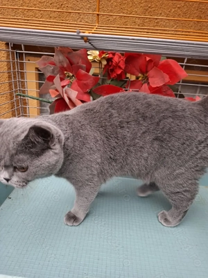  British Shorthair Blue femela - imagine 4