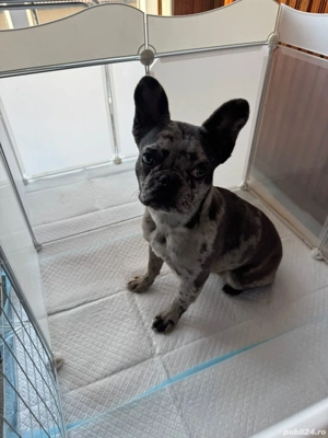 Vand Bulldog Francez Merle  - imagine 3 Vand Bulldog Francez Merle  - imagine 3