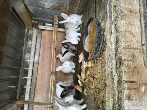 iepuri de vânzare  - imagine 5