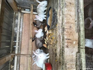 iepuri de vânzare  - imagine 3