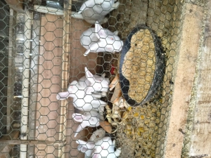 iepuri de vânzare  - imagine 2