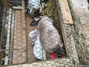 iepuri de vânzare  - imagine 4