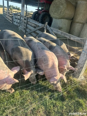 vand porci pietrean rasa de carne - imagine 4