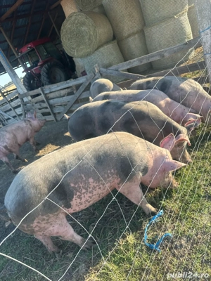 vand porci pietrean rasa de carne - imagine 3