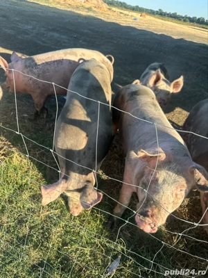 vand porci pietrean rasa de carne