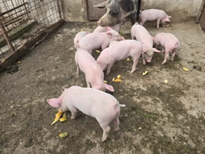 Purcei de vanzare 7 saptamani (marele alb) - imagine 3 Purcei de vanzare 7 saptamani (marele alb) - imagine 3