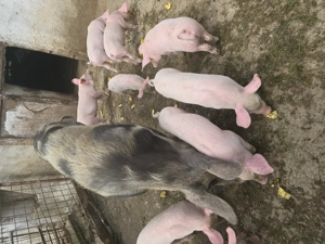 Purcei de vanzare 7 saptamani (marele alb) - imagine 4 Purcei de vanzare 7 saptamani (marele alb) - imagine 4