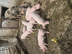 Purcei de vanzare 7 saptamani (marele alb) - imagine 2 Purcei de vanzare 7 saptamani (marele alb) - imagine 2