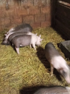 Purcei de vânzare rasă bazna 