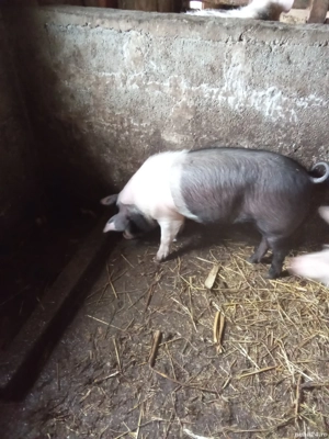 Purcei de vânzare rasă bazna  - imagine 2 Purcei de vânzare rasă bazna  - imagine 2