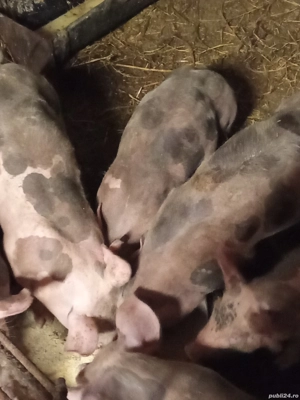 Scrofite si virtuți rasă pietrain belgian - imagine 2