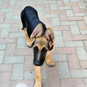 vând cățea lup pui Ciobanesc german vaccinat