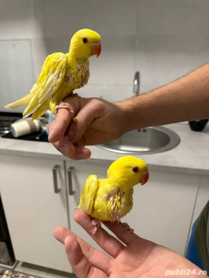 puiuti papagali vorbitori micul alexandru - imagine 2