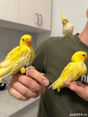puiuti papagali vorbitori micul alexandru