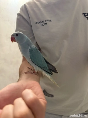 puiuti papagali vorbitori micul alexandru - imagine 5