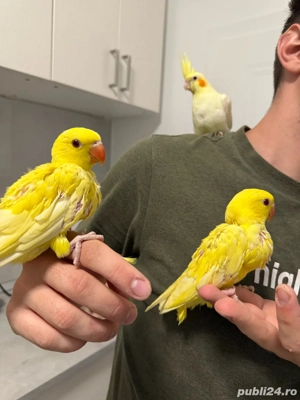 micul alexandru crescuti la seringa - imagine 3