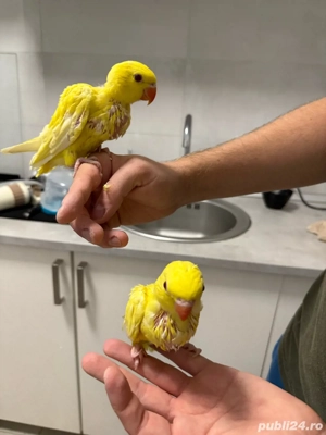 micul alexandru crescuti la seringa - imagine 2