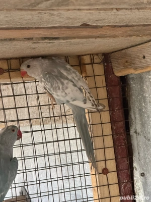 micul alexandru crescuti la seringa - imagine 5