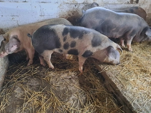 Vând porci mari de la 120 la 250kg - imagine 3