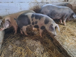 Vând porci mari de la 120 la 250kg - imagine 2