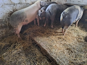 Vând porci mari de la 120 la 250kg - imagine 5