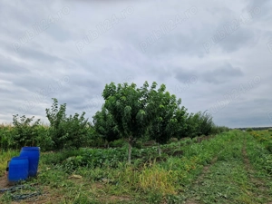 Casa, teren 2ha, curent trifazat , fantana - imagine 4