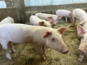 Purcei de calitate! Premium. - imagine 3