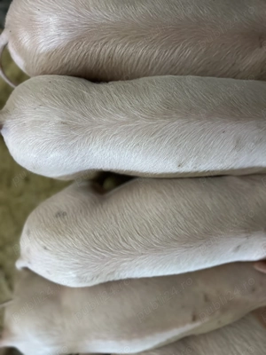 Purcei de calitate! Premium. - imagine 4