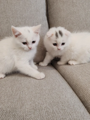 Pisici british scotish