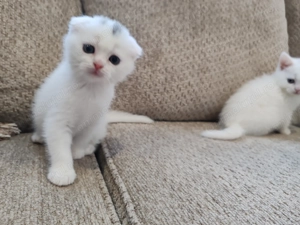 Pisici british scotish - imagine 5