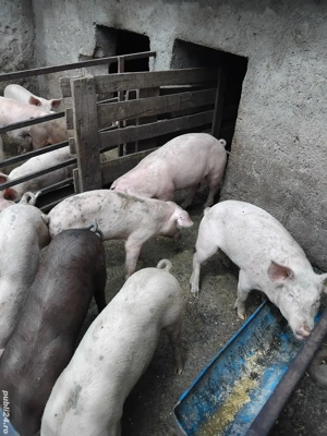 Vând purcei  - imagine 2