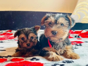 Yorkshire  - imagine 4