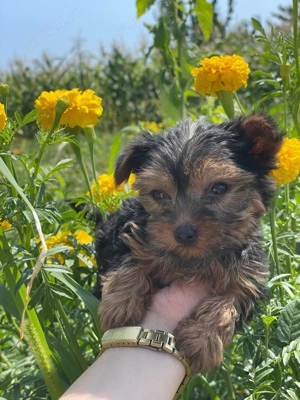 Yorkshire  - imagine 3