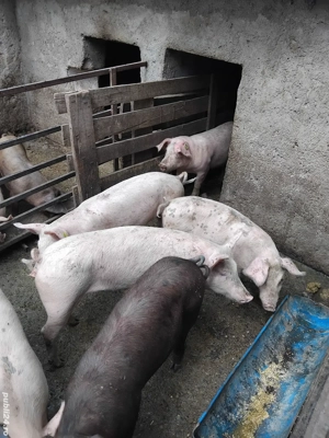 Vând purcei  - imagine 3