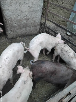 Vând purcei  - imagine 5