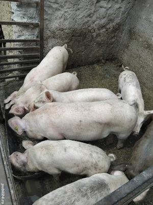 Vând purcei  - imagine 4