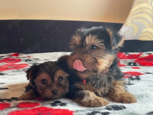 Yorkshire  - imagine 5